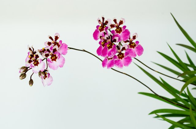 vecteezy_two-branches-of-pink-blooming-dancing-lady-orchid_9333672.jpg
