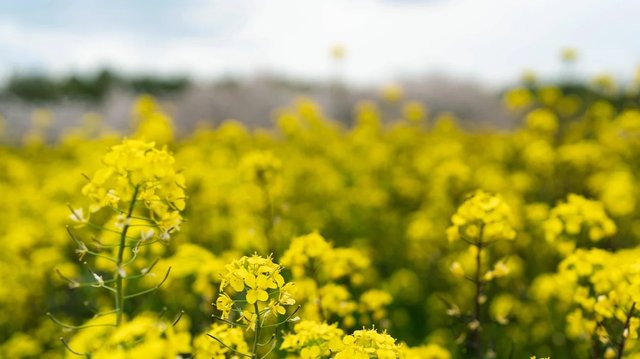 mustard-1296x728-header (1).jpg