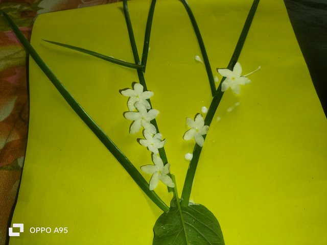 IMG20250604091510.jpg