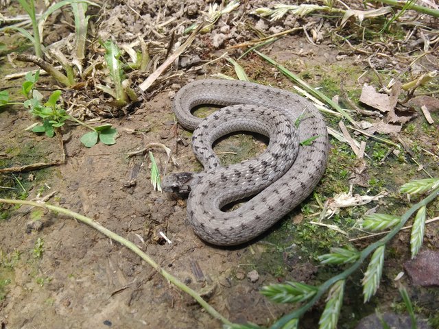 Brown snake 013.jpg