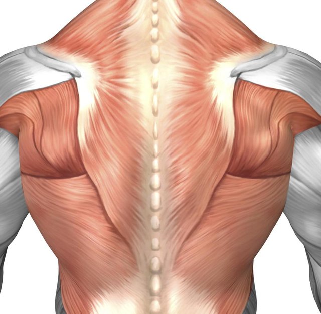 Male-muscle-anatomy-of-the-human-back-B.jpg