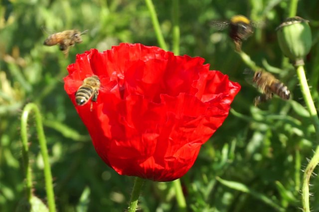 Bumblebee _opens_poppy_flower_-_Free_polls_for_all_08.jpg