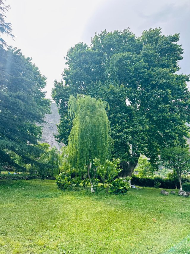 nature beauty .jpg