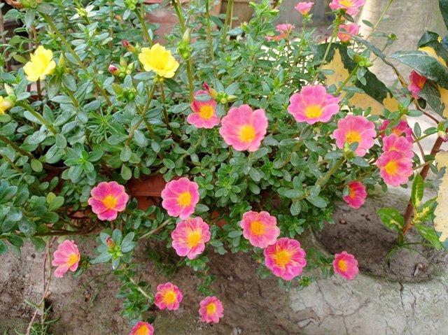 IMG_20250403_123647.jpg