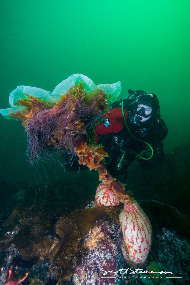 Lionsmane Jellyfish-1.jpg