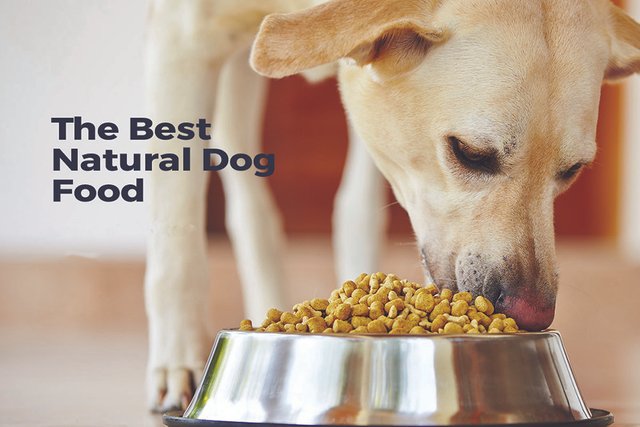 The-Best-Natural-Dog-Food1.jpg
