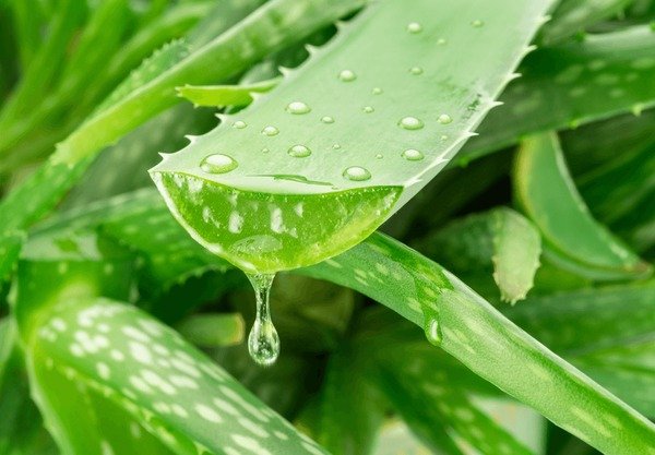 aloe-gel-dropping-fresh-vera-600nw-2500751939.jpg