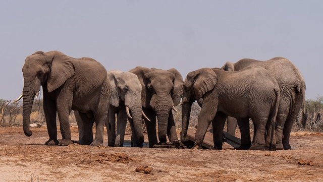 elephant-8359382_960_720.jpg