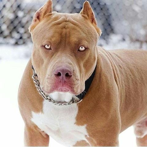 pitbull_dogfather_large.jpg