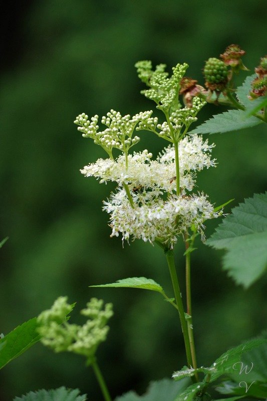 gadens-shade-plants-filipendula.jpg