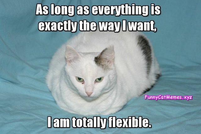 I-am-totally-flexible-Funny-Cat-memes.jpg