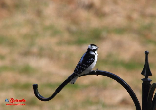 Downy Woodpecker IMG_0161.JPG