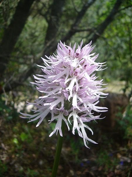 Orchis-italica.jpg