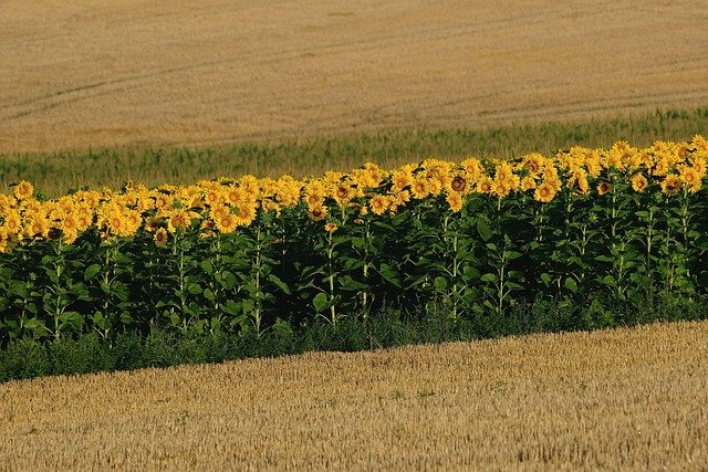 sunflowers-8180147_640.jpg