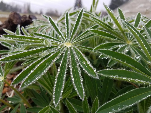 native-big-leaf-lupin.jpg