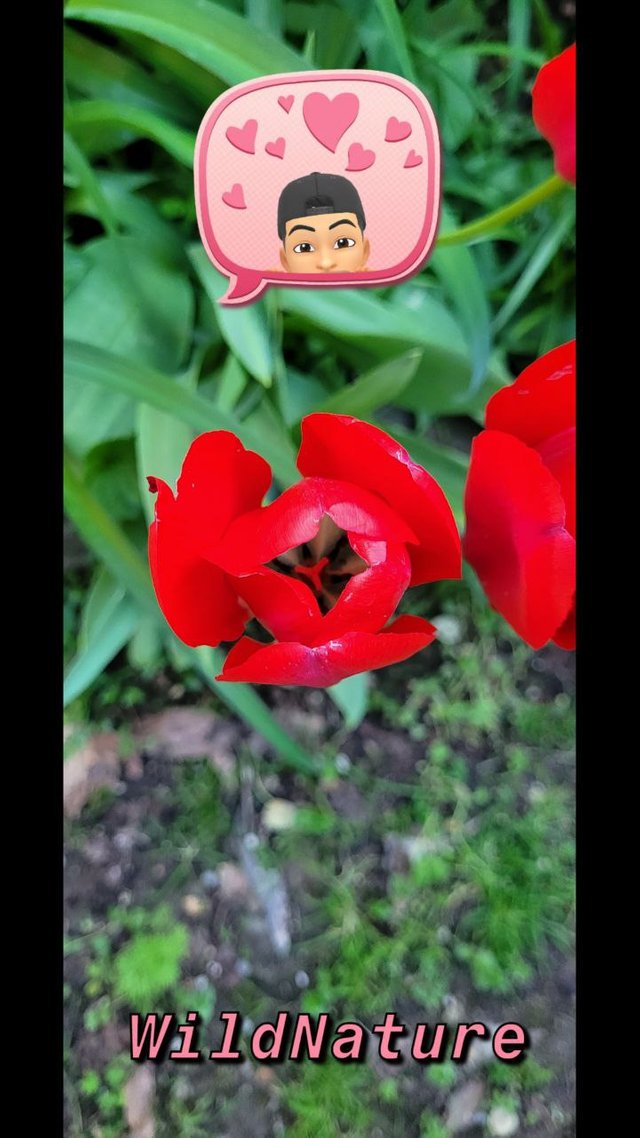 tulipano di von gesner 1B.jpg
