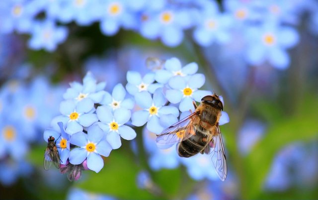 forget-me-not-257176_960_720.jpg