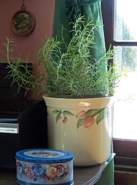 Rosemary in office crop March 2017.jpg