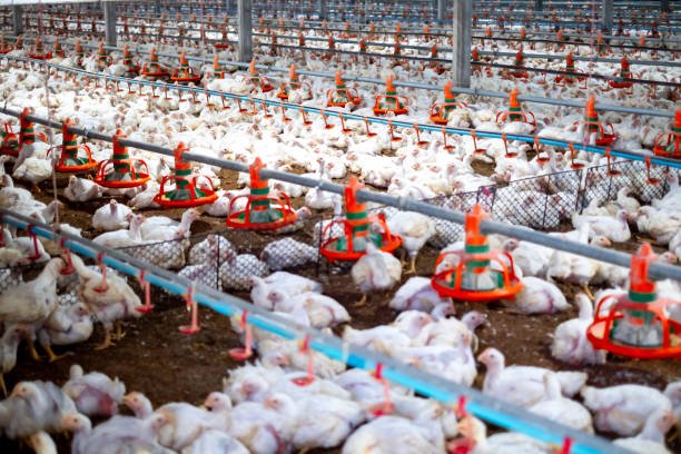 white-chicken-in-smart-poultry-farming-business-chicken-and-chicken-production-at-the-poultry.jpg