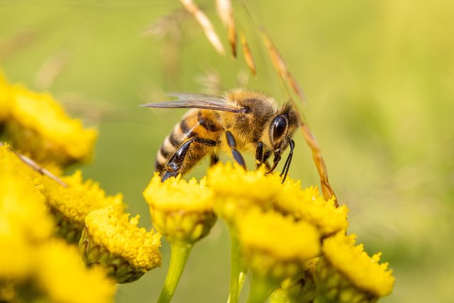 honey-bee-6506809_1920.jpg