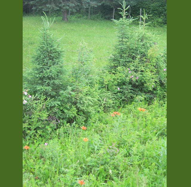 3spruce tigerlilies and roses ditch scene.JPG