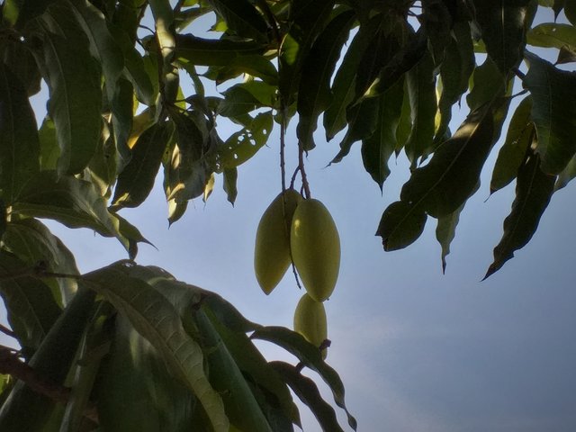 mango1.jpg