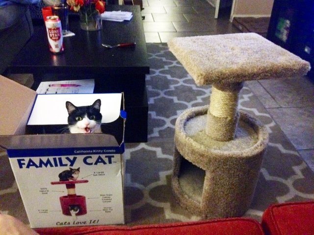 gifts-for-cats10.jpg