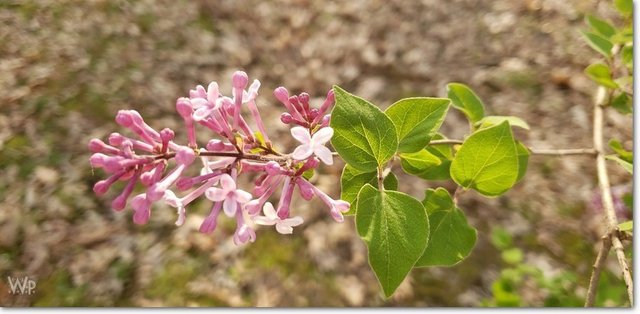 Lilac Bud.jpg