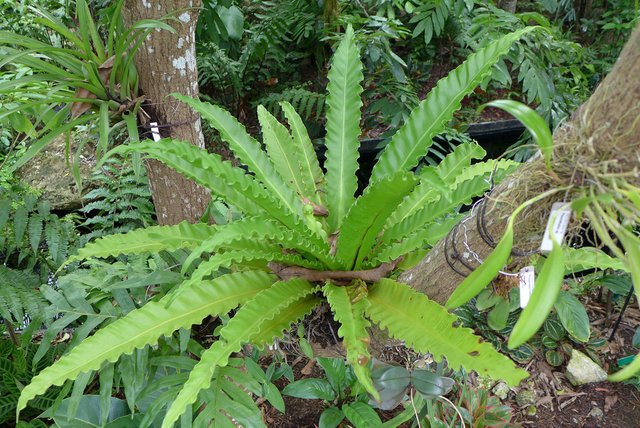 Asplenium-antiquum-Victoria.jpg