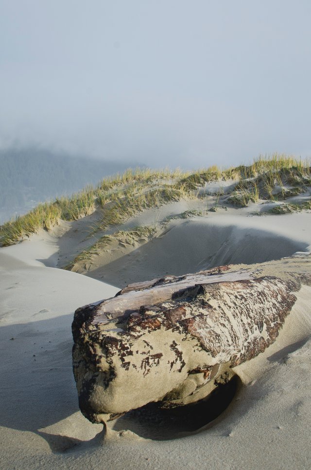 A long burnt log under the sand on the beach.JPG