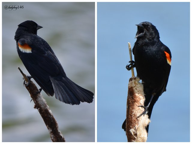 red-winged blackbird2.jpg