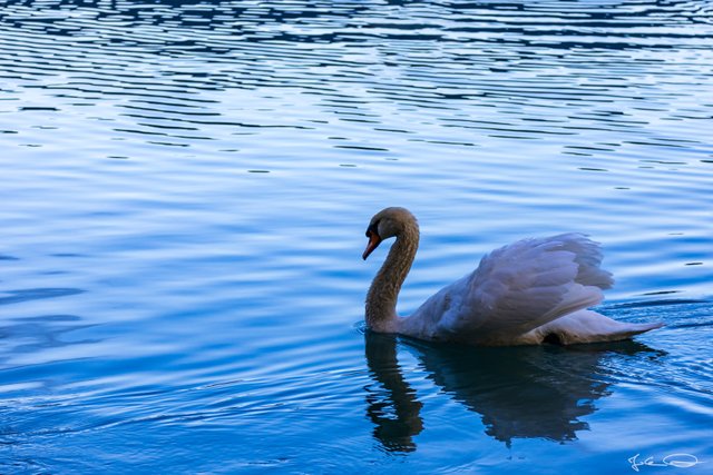 2019-01-06-Curious-Swans-at-the-Drau-02.jpg