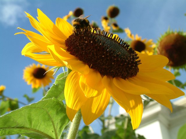 girasol-hd.jpg