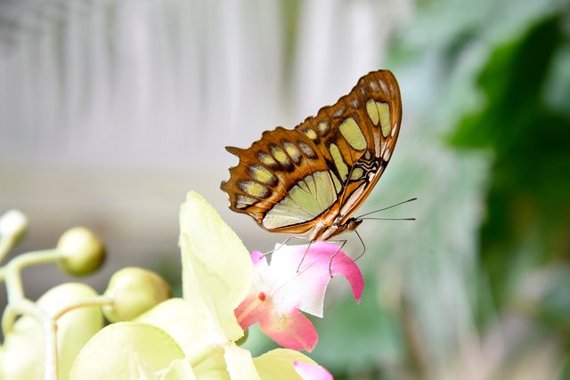 butterfly-5.JPG