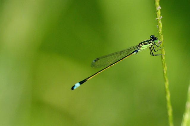 damselfly-.jpg