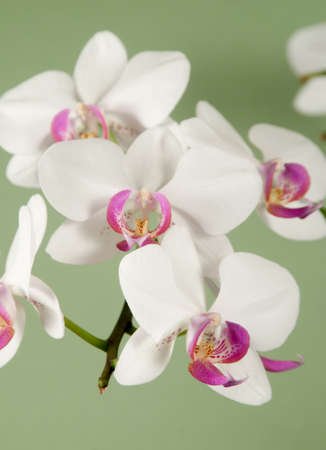 53381806-phalaenopsis-orchid-flowers-on-a-green-background-butterfly-orchid.jpg