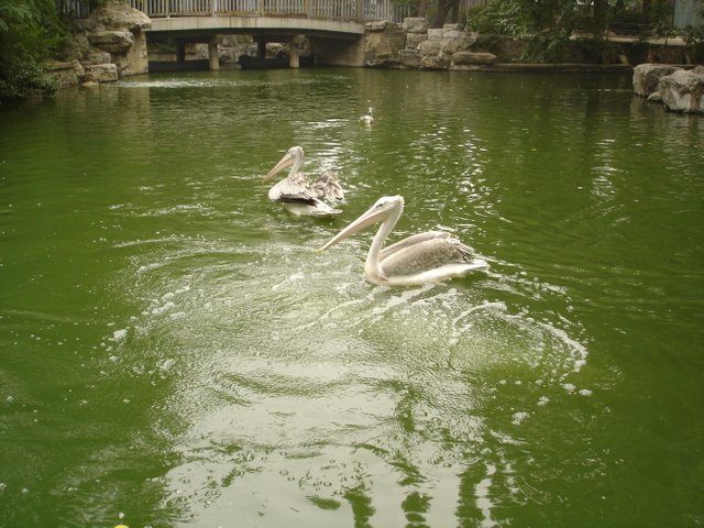 DSC04836.JPG
