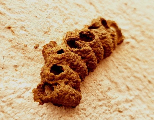 wasp nests.jpg