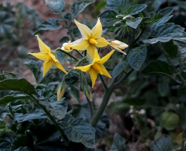 tomato flowers.jpg