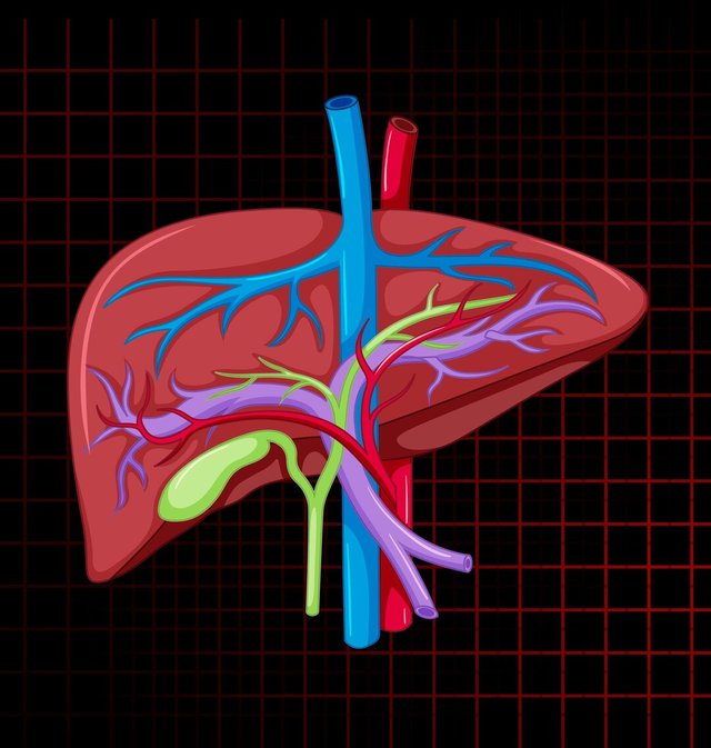 human-internal-organ-with-liver_1308-108503.jpg