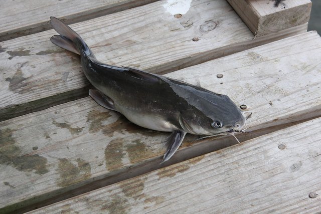 catfish-478181_1280.jpg