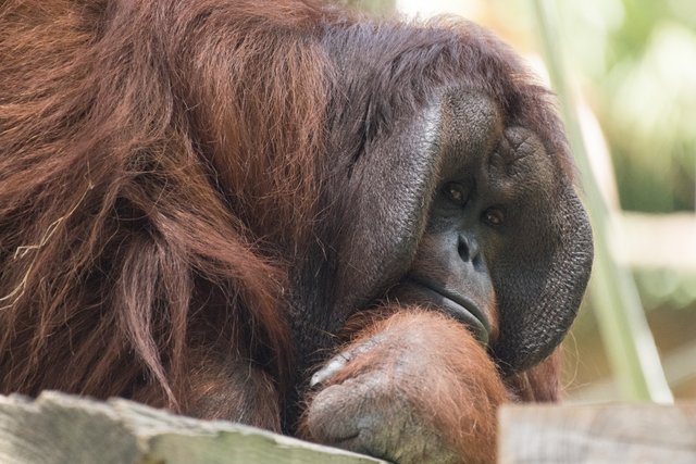 2018-06-29-HOUSTON_ZOO_Orangutans-10.jpg