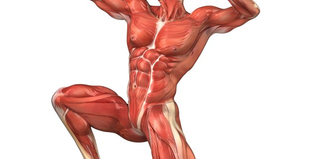 MuscularManPosing1-1280x640.jpg