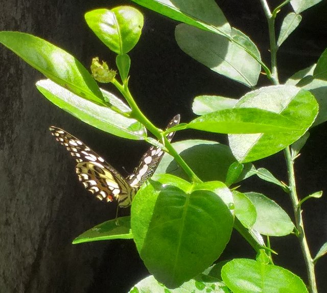 butterfly5 (2).jpg