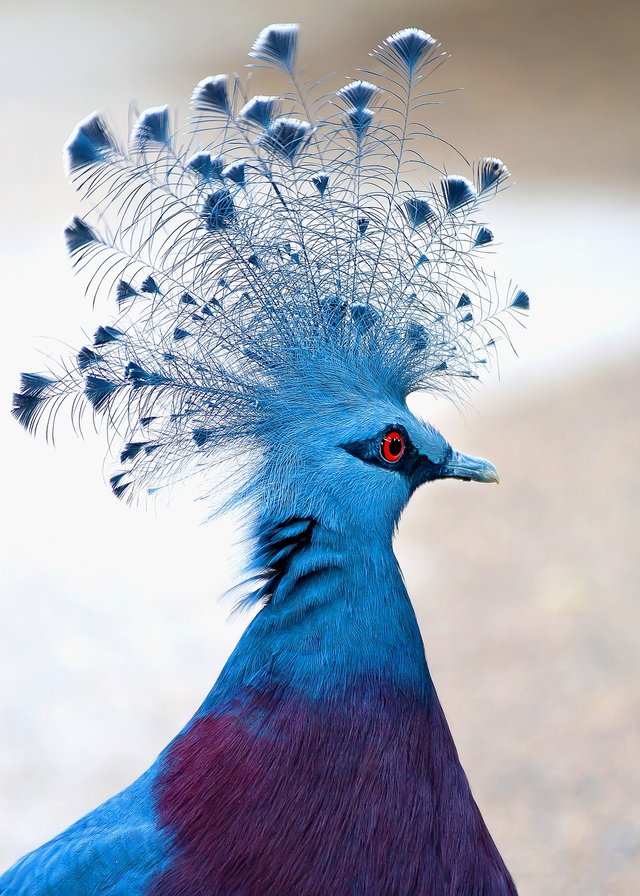 victoria-crowned-pigeon-4486154_1280.jpg