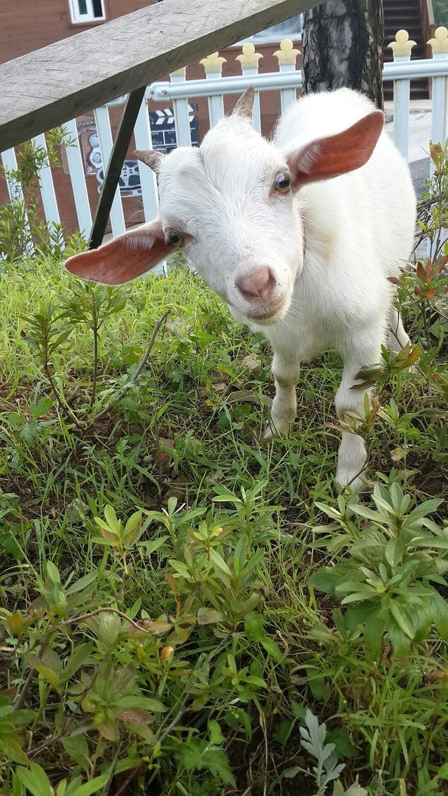goat-199317_1280.jpg