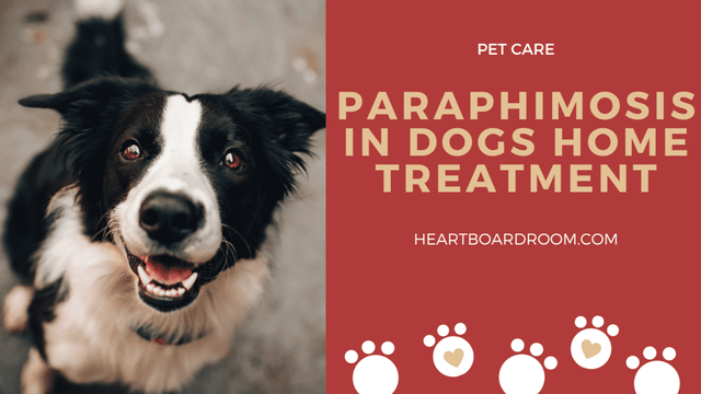 Paraphimosis-in-Dogs-Home-Treatment-1024x576.webp