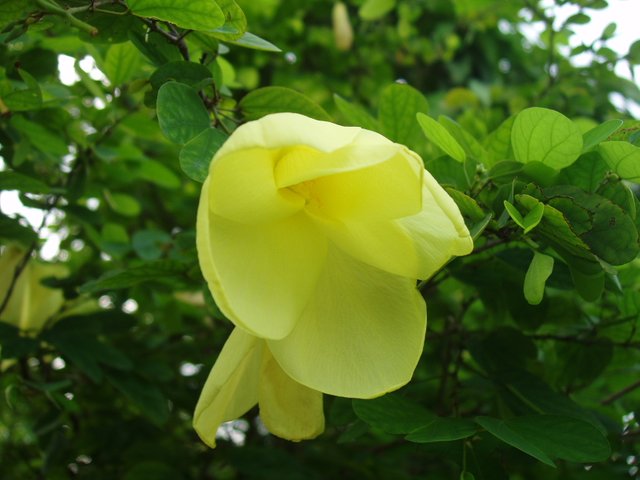 Queen Sirikit Park yellow flowers