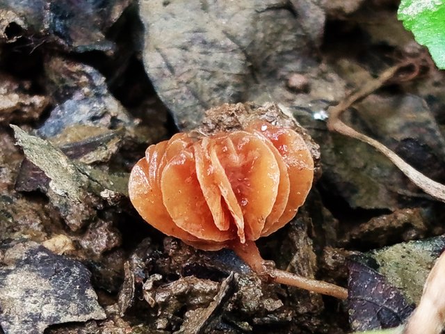 mashroom (4).jpg