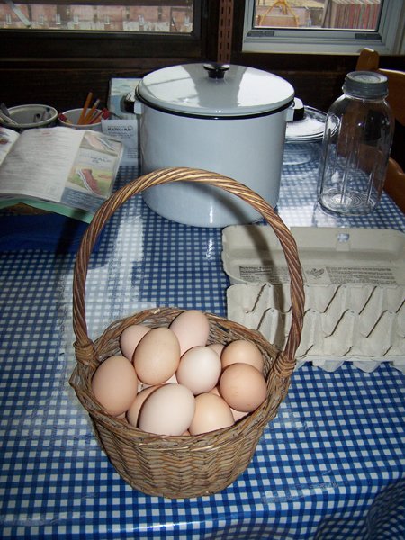 Layer bounty crop August 2019.jpg